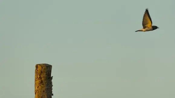 ΛΟΟΤ Καζίνο Υποστηριξη